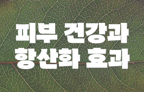 피부 건강과 항산화 효과