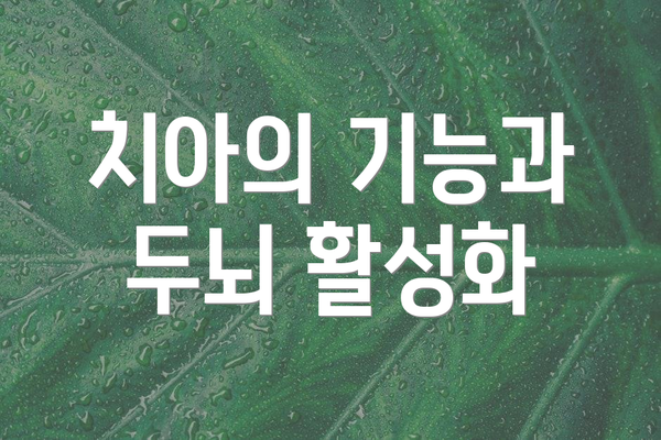 치아의 기능과 두뇌 활성화